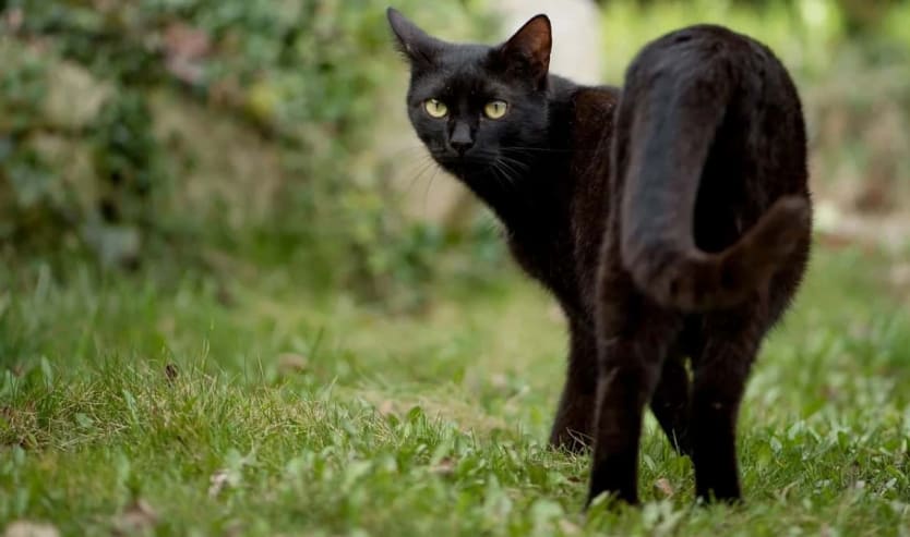 Richiamo per gatti esiste