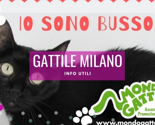 Gattile Milano Mondo Gatto e Parco Rifugio