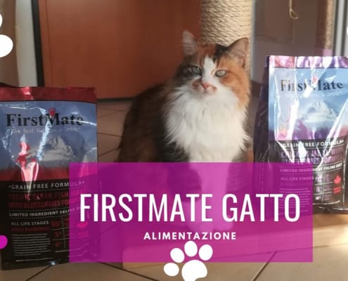 firstmate gatto