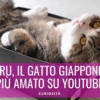 maru gatto giapponese mugumogu cat