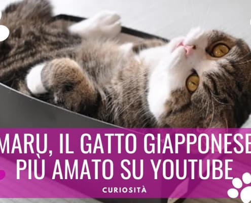 maru gatto giapponese mugumogu cat