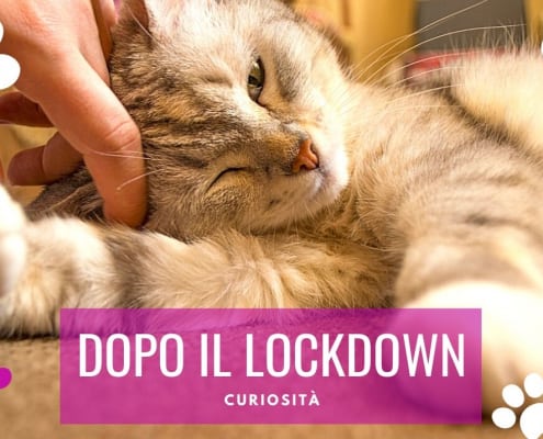 gatti dopo il lockdown covid coronavirus