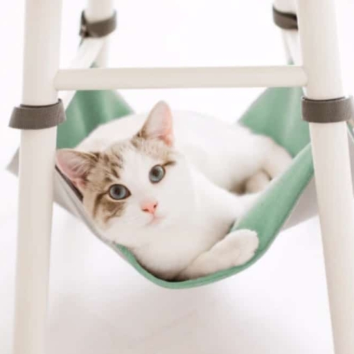 Amaca da sedia per gatti