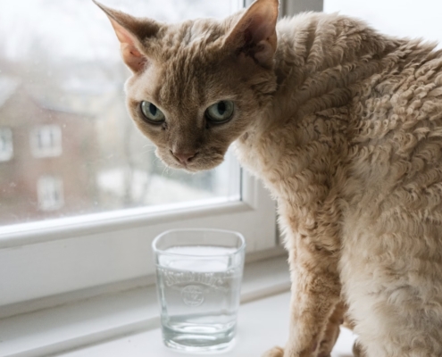 acqua gatto bottiglia o rubinetto bere