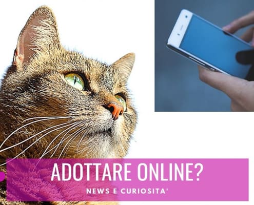 adottare gatto online coronavirus lockdown