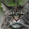 lettiera per maine coon