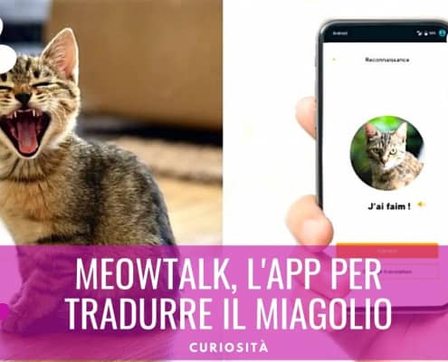 meowtalk app traduzione miagolio gatto