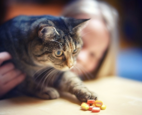 come dare la pillola al gatto