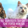 curiosita sui gatti