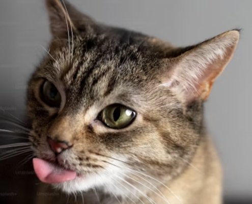 Gatto con lingua fuori