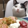 cosa possono mangiare i gatti