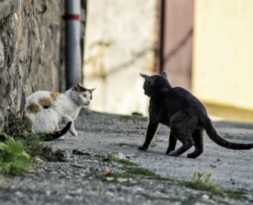 gatti che litigano