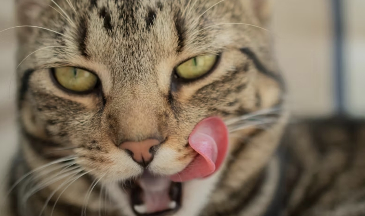 gatto che sbava ipersalivazione scialorrea gatto