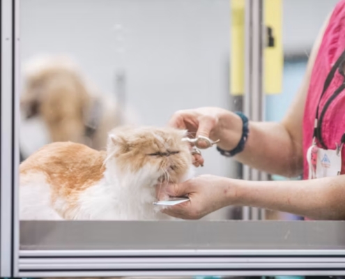 Tosare il gatto pro e contro della tosatura