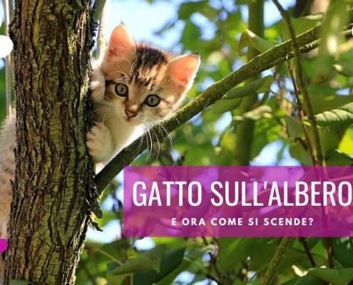 gatti sull albero come scendere pompieri gatto