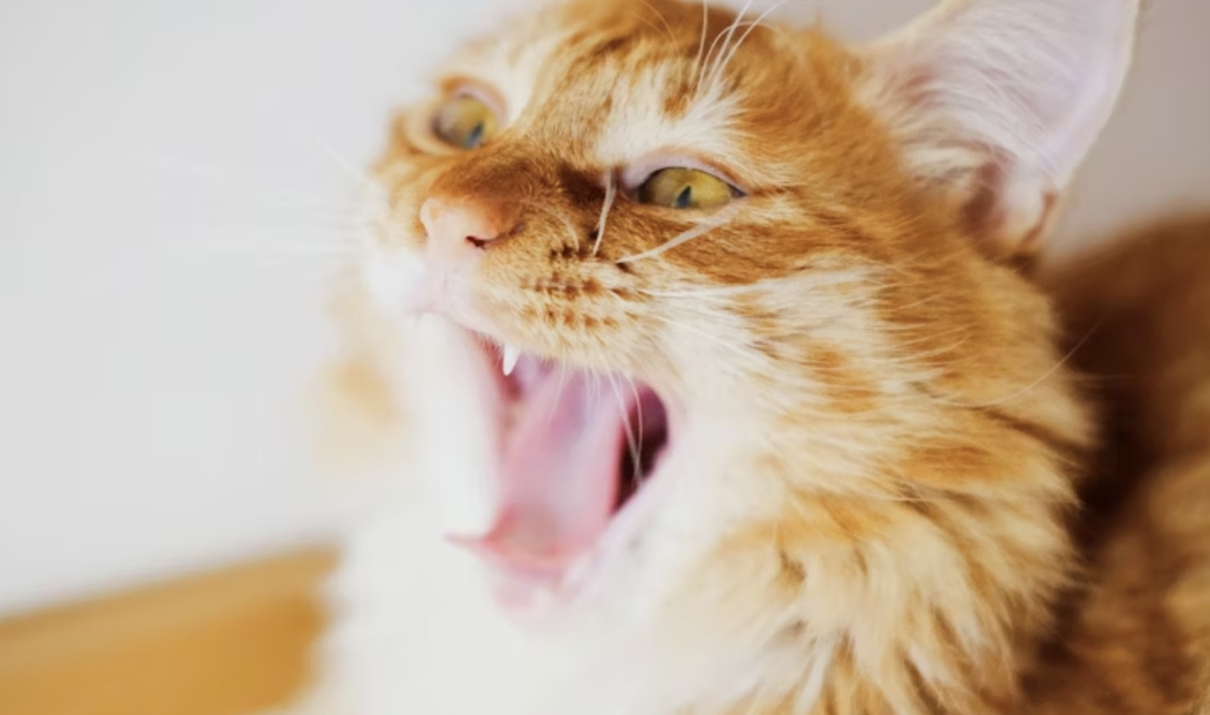 stomatite gatto cause cura terapia contagiosa
