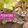 gatto pescatore gatto viverrino habitat caratteristiche