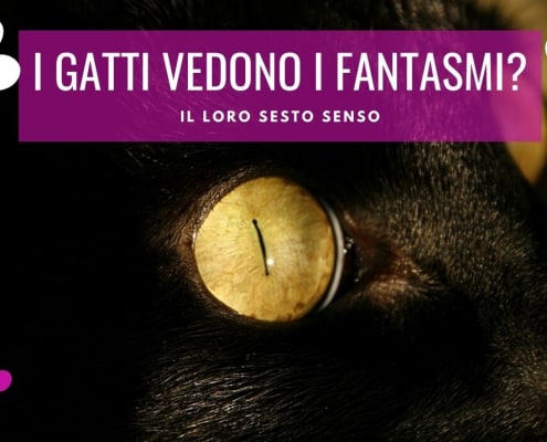 i gatti vedono i fantasmi sentono gli spiriti