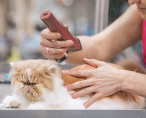 prendersi cura di un gatto