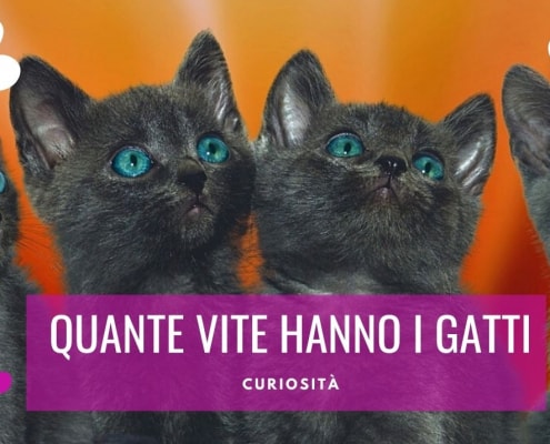 quante vite hanno i gatti 9 7