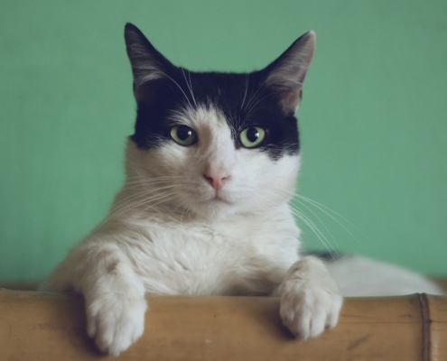 Il gatto prevede il terremoto