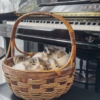 musica per gatti