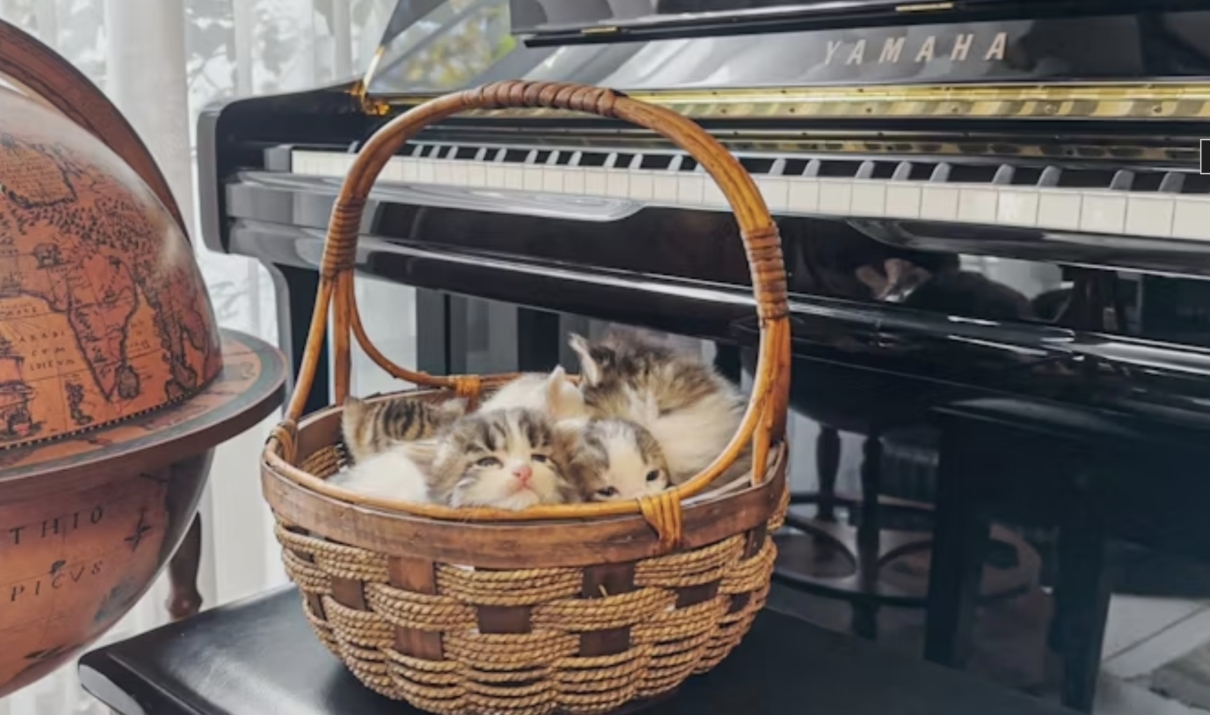 musica per gatti