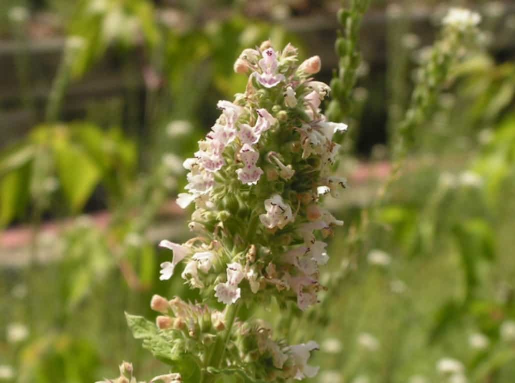 Nepeta cataria fiori