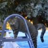 fare il bagno al gatto