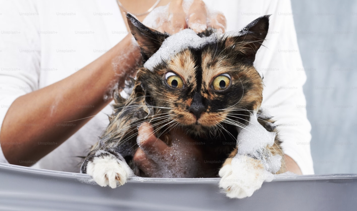 fare il bagno al gatto