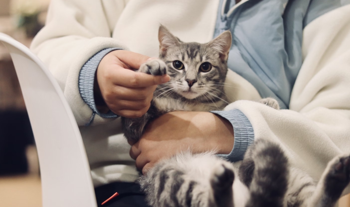 Disinfettare una ferita al gatto ecco come fare