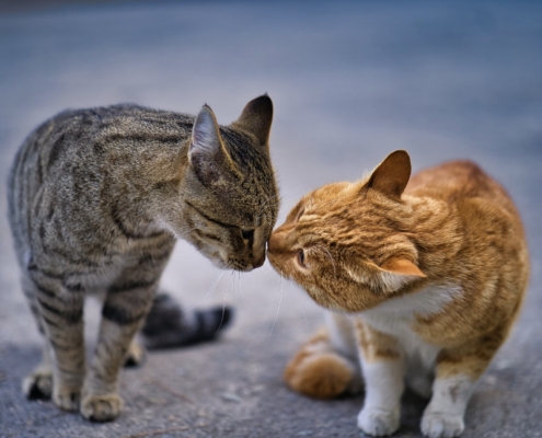 gatti che si baciano