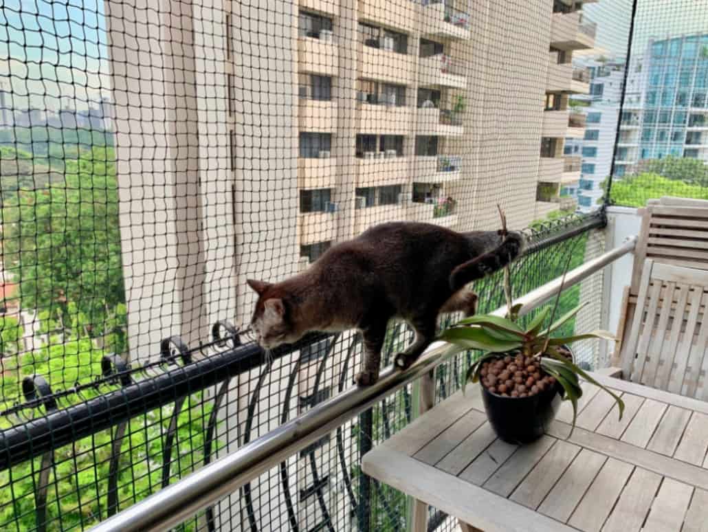 Protezioni balconi per gatti: come mettere il terrazzo in sicurezza 