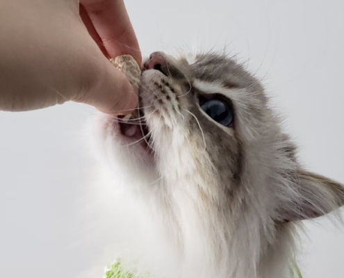 dentizione gattini