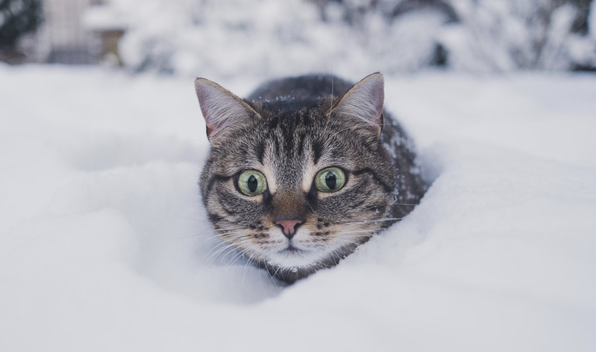 ai gatti piace la neve