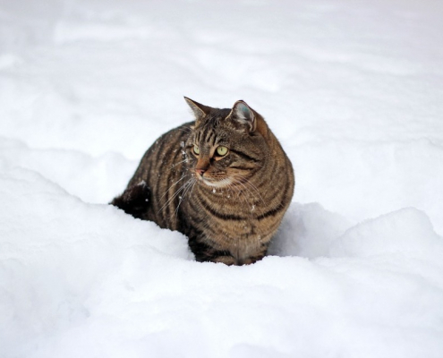 gatto in inverno