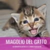 miagolio del gatto significato linguaggio