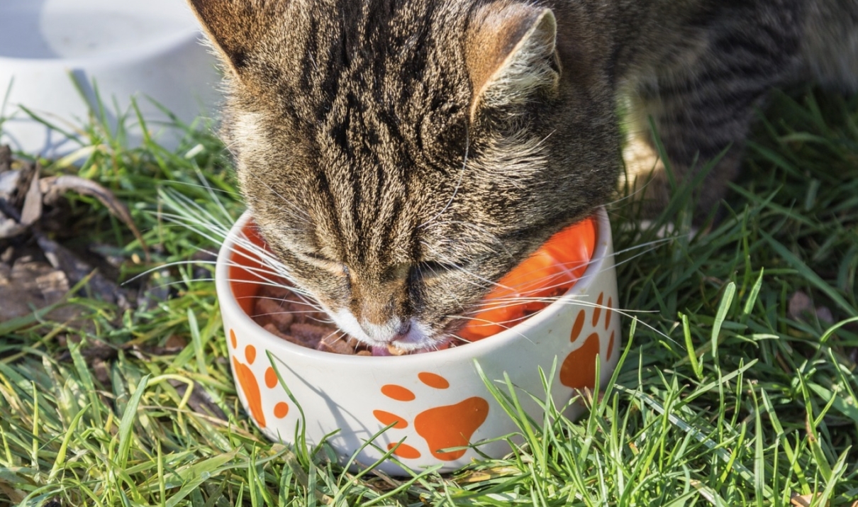 alimentazione dei gatti