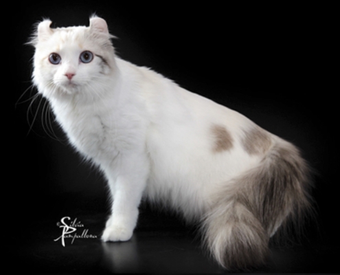 gatto american curl - foto Silvia Pampallona