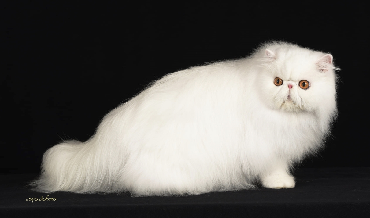 gatto persiano - foto di Francesco Spadafora 6.jpg