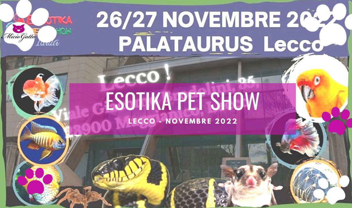 Esotika Pet Show Lecco novembre 2022 MicioGatto.it