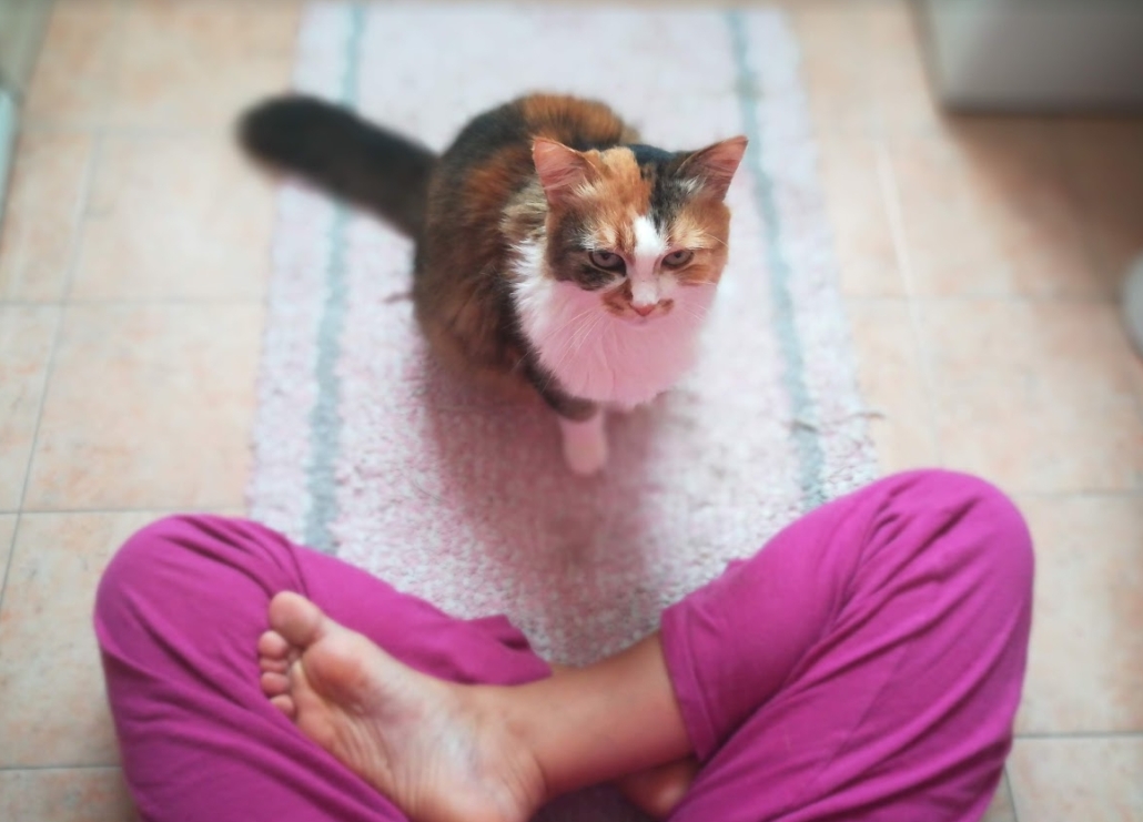 gatti e yoga