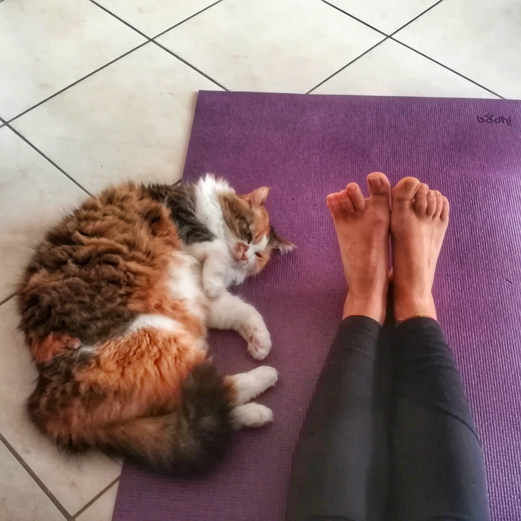 Fare Yoga con il gatto
