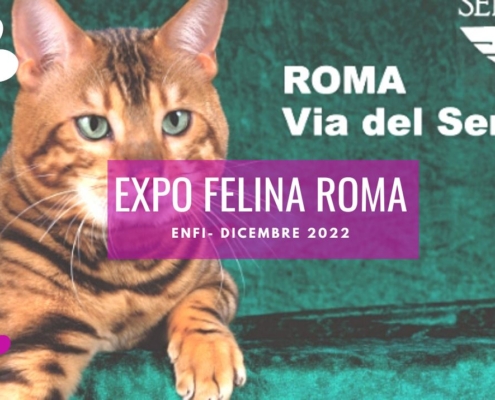 esposizione felina enfi roma 2022
