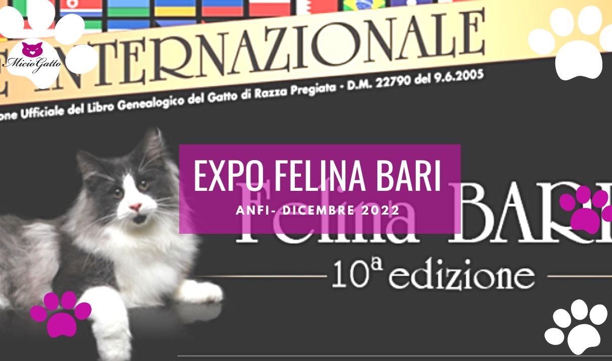 expo felina bari anfi dicembre 2022