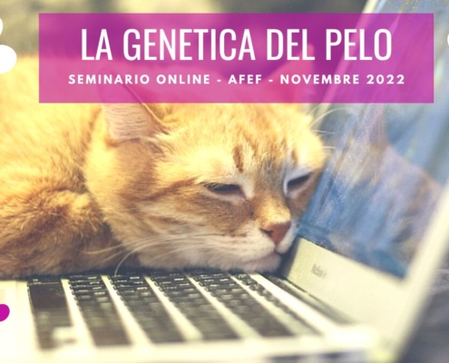 seminario online la genetica del pelo del gatto afef novembre 2022