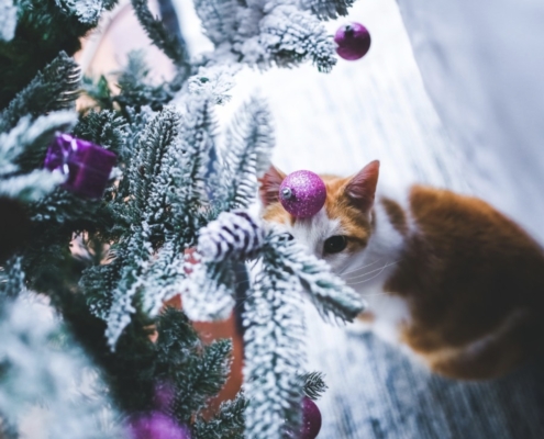 Regali di Natale per chi ama i gatti