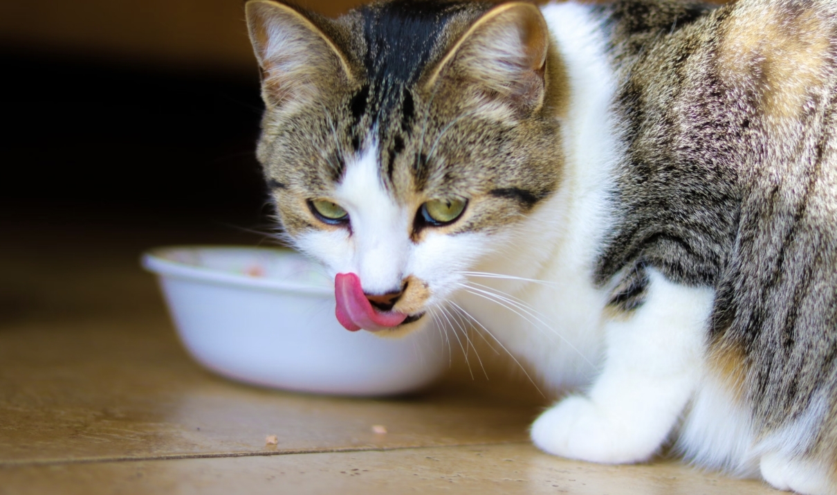 come cambiare alimentazione al gatto