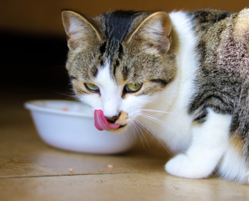 come cambiare alimentazione al gatto