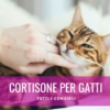 cortisone per gatti prednisolone